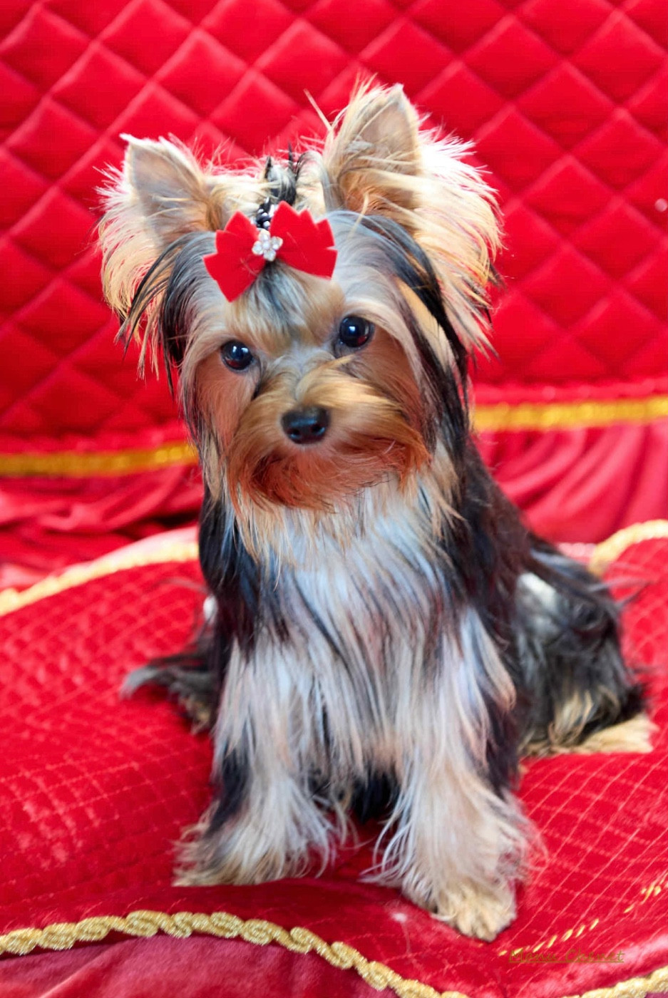 ROYALJOY MILEDI
