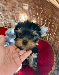 Chenaly’s Dream - Chiots disponibles - Yorkshire Terrier
