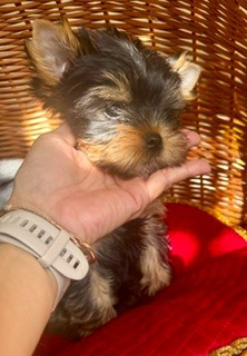 Chenaly’s Dream - Chiots disponibles - Yorkshire Terrier