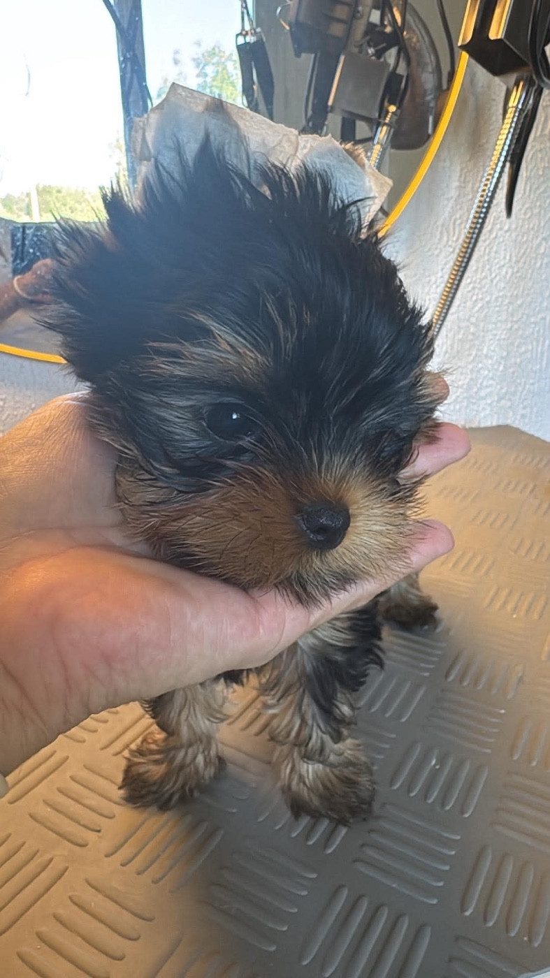 Chenaly’s Dream - Chiots disponibles - Yorkshire Terrier