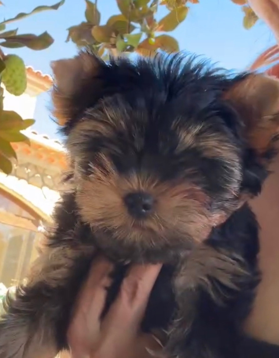Chenaly’s Dream - Chiots disponibles - Yorkshire Terrier